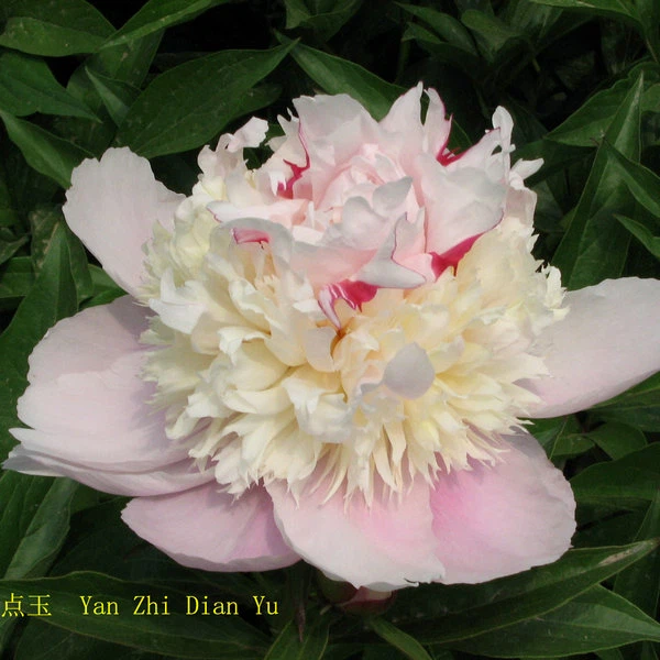 image013 image013