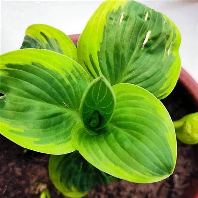 Hosta-Blumensämlinge