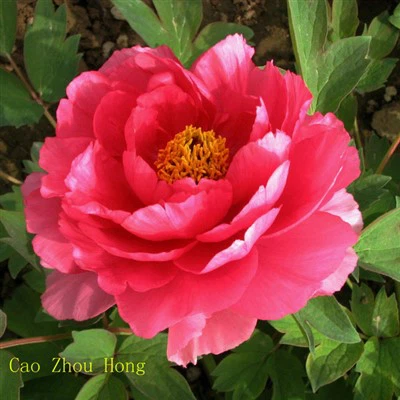 Rote Pfingstrosensämlinge