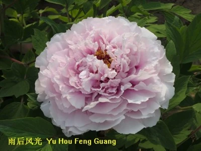 Baumpfingstrose Yu Hou Feng Guang