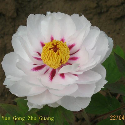 Weiße Pfingstrosensämlinge